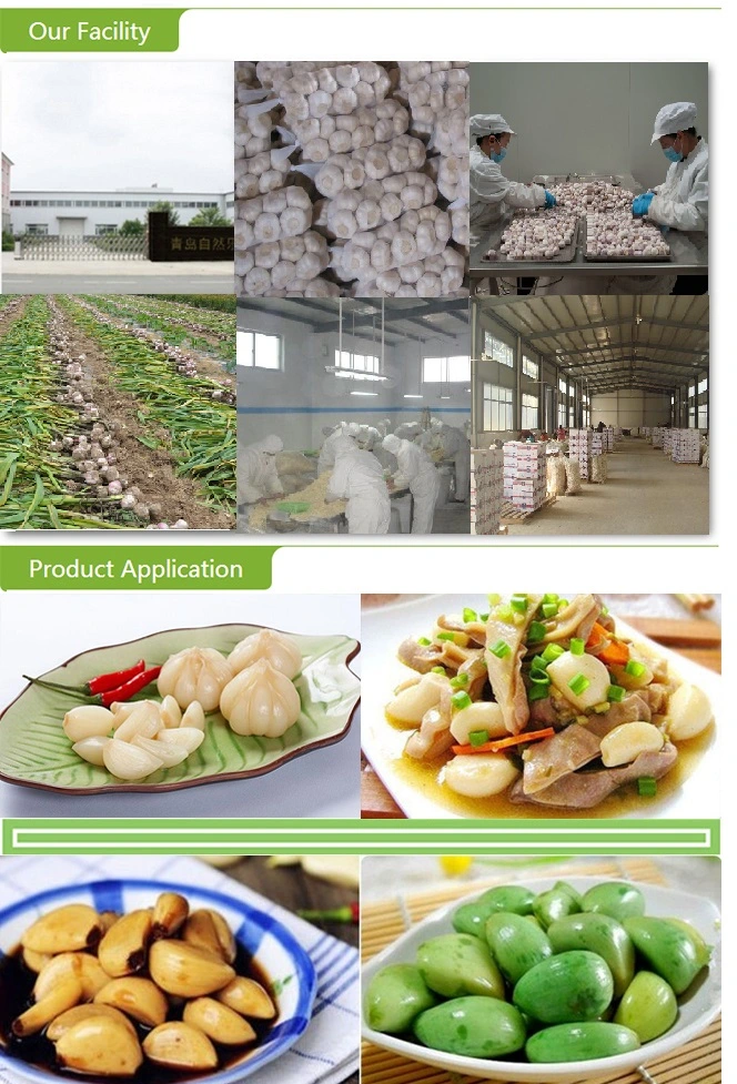 China New Crop 2022 Frozen IQF Peeled White Peeled Cloves Garlic with High Quality