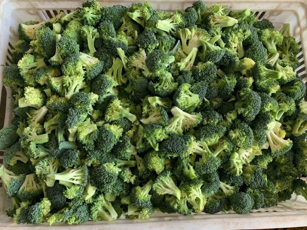 Nutrition Green IQF Vegetable Frozen Broccoli Flowers From China Factory