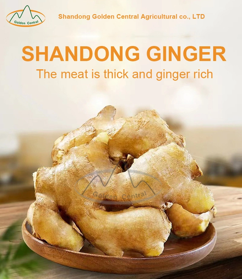 Shandong Fresh Frozen Ginger Good Quality Wholesale