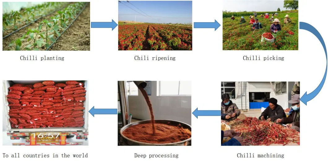 Direct Supply From The Origin/Preferential Price/Red Chilli