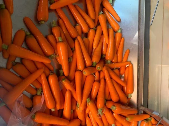 Fresh IQF Frozen Carrot Dices with Brc Certified Hotsale Nice Quality