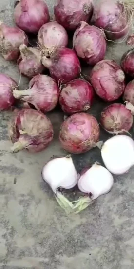 Whole Wholesale Red Yellow White Green Skin Crop Peeled Purple Organic Frozen Fresh Vegetable Onion Price From Factory Supplier