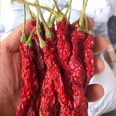 Frozen Chilli Comes From Frozen Vegetables Exported From China, Including Diced Chilli, Pieces of Chilli and Strips of Chilli