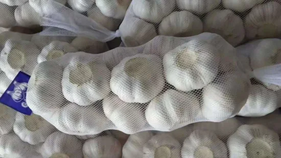 IQF Frozen Garlic Clove Peeled New Come Garlic Normal White