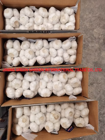 New Frozen Garlic Clove/ Dry Garlic Fresh Alho Hot Sale/ Bawang Putih