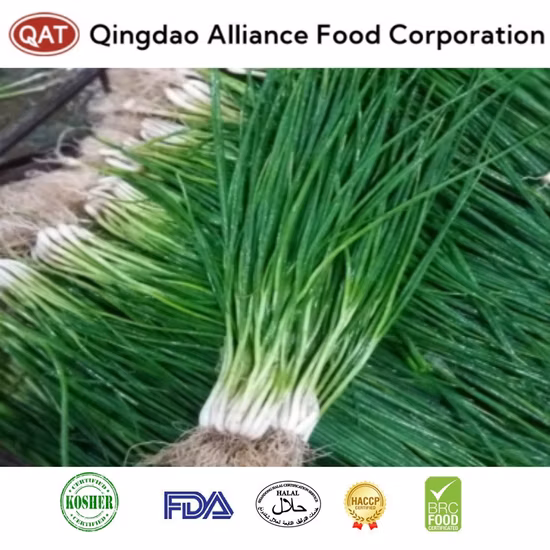 Top Quality Frozen Diced Chives with Good Price