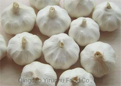 Price Concessions/Direct Supply From The Origin/Fresh Garlic/Frozen Garlic/Dry Garlic